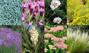 Piante da balcone pieno sole poca acqua: lavanda, yucca, cisto, sedum, graminacee e altre fioriture resistenti.