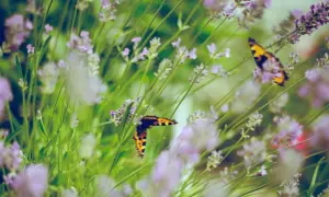 Farfalle colorate su lavanda in fiore, un esempio di come attirare le farfalle in giardino con piante profumate.