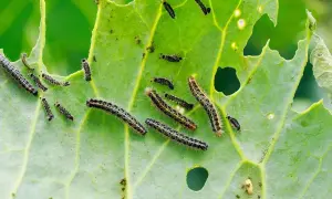 Bruchi su foglia verde, con buchi evidenti. Si cercano rimedi naturali per le foglie mangiate.