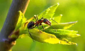 Formica su foglia verde, un problema per chi vuole sapere come eliminare le formiche dalle piante.