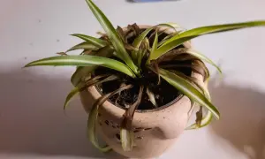 Un falangio con foglie secche e ingiallite necessita di cure. La pianta in vaso mostra segni di stress, con molte foglie marroni.