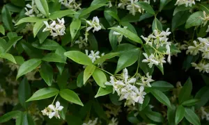 Pianta rampicante con foglie verdi lucide e grappoli di piccoli fiorellini bianchi a forma di stella.