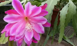 Un fiore rosa acceso di una pianta epifita, che cresce su un supporto, con steli verdi e piatti.
