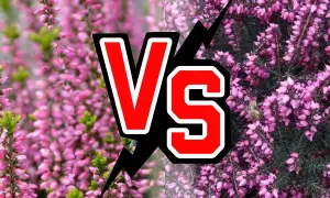 Confronto tra erica e calluna: due splendide fioriture rosa, una con un'ape laboriosa.