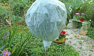 Pianta di limone in vaso protetta da un telo bianco per l'inverno, circondata da fiori e fogliame autunnale.