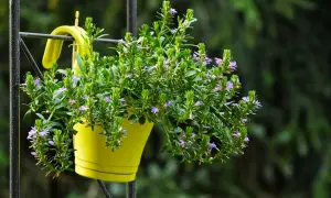 Un vaso giallo brillante ospita un rigoglioso fiore di febbraio, con piccoli fiori viola che spuntano tra le foglie verdi.