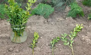Prepara le talee di bosso in acqua, pronte per essere piantate. Ecco come fare una talea per moltiplicare le tue piante.
