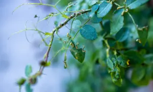 Bruchi mangiano foglie delle rose bucate. Si cercano rimedi naturali per proteggere le piante.