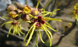 Fiori gialli e rossi di Hamamelis virginiana, noti per le loro proprietà benefiche.