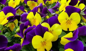 Un mare di viola del pensiero, con petali gialli e viola che si intrecciano creando un vibrante tappeto fiorito.