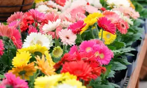 Un tripudio di fiori gerbere in colori vivaci: rosa, bianco, giallo, rosso e arancione. Un'esplosione di gioia primaverile.