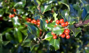 Ramo di agrifoglio con lucide foglie verdi e grappoli di bacche rosse, simbolo della pianta di Natale.