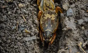 Un grillo talpa emerge dal terreno umido, con le sue zampe anteriori adattate allo scavo.