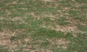 Macchie gialle sul prato indicano secchezza o stress. L'erba verde lotta per crescere tra le zone aride.