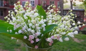 Un mazzo di profumato fiore mughetto in un vaso di vetro, con un edificio rosa sullo sfondo.