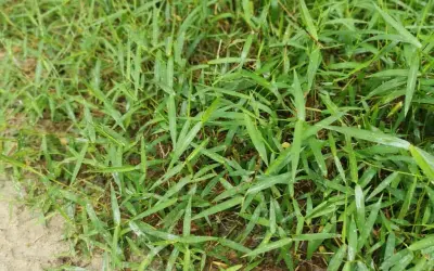 Erba verde e fitta, con foglie lunghe e appuntite, che aiuta a capire la differenza tra gramigna e gramignone.