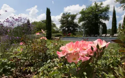 Un giardino fiorito con rose rosa in primo piano, ideale per capire come disporre le rose in giardino. Sullo sfondo, una piscina e alberi.
