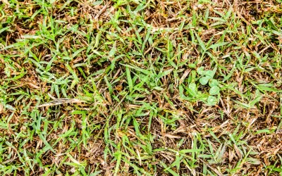 Un prato con erba verde e secca, con alcune gocce d'acqua. La ruggine del prato è visibile tra i fili d'erba.