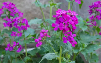 Fiori viola intenso della pianta lunaria, con petali delicati che si aprono verso la luce.