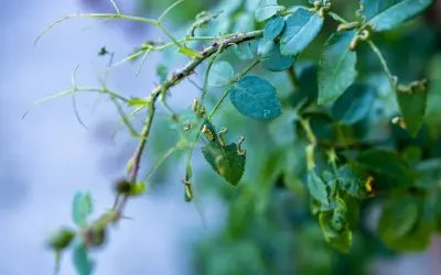 Bruchi mangiano foglie delle rose bucate. Si cercano rimedi naturali per proteggere le piante.