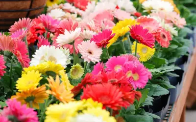 Un tripudio di fiori gerbere in colori vivaci: rosa, bianco, giallo, rosso e arancione. Un'esplosione di gioia primaverile.