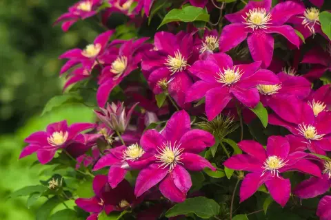 Fiori di clematide viola intenso, perfetti come fiori da seminare a giugno per un'esplosione di colore estivo.