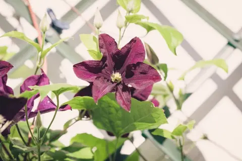 Fiori di clematide viola intenso, con boccioli e foglie verdi, si arrampicano su un traliccio bianco.
