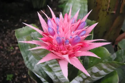 Aechmea pianta: fiore rosa acceso con boccioli viola. Cura facile per questa pianta tropicale.