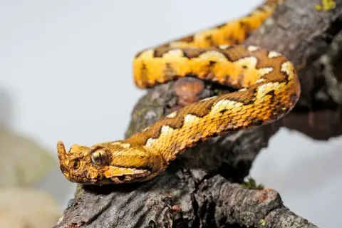 Serpente color oro con squame a rombi, testa con cornetto e occhio penetrante, appollaiata su un ramo. Un vero trifoglio velenoso.