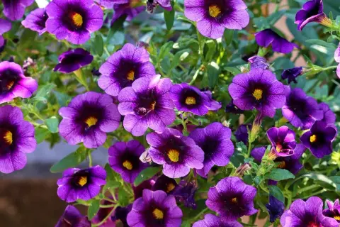 Fiori viola intenso, perfetti per creare un angolo fiorito e colorato. Queste piante da terrazzo resistenti fioriscono abbondantemente.