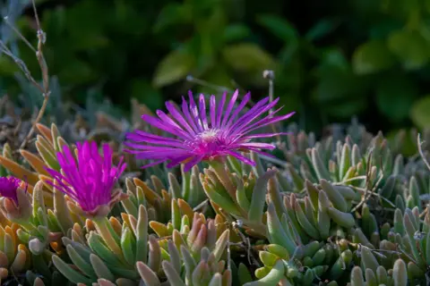 Fiori viola vibranti su una mesembriantemo pianta succulenta.