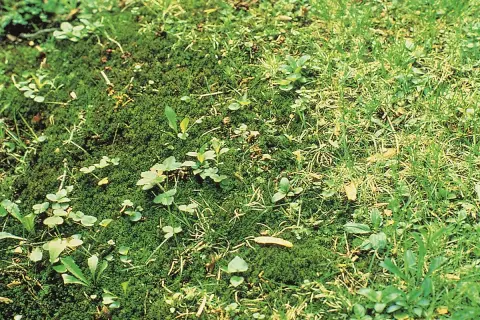 Muschio e piccole erbe infestanti nel prato, un esempio per capire come eliminare le erbe infestanti dal prato in modo naturale.