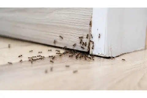 Una scia di formiche si muove lungo il battiscopa, un'invasione silenziosa che si insinua negli angoli della casa.