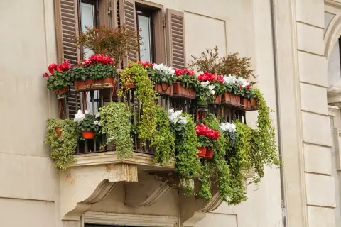 Balcone fiorito con ciclamini rossi e bianchi, un perfetto progetto giardino esposto a nord. Le piante ricadenti creano un effetto cascata.