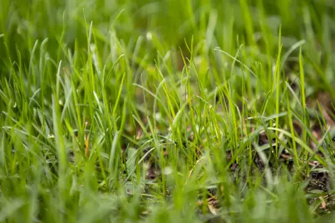 Erba verde e rigogliosa, un dettaglio delle prime fasi crescita prato.