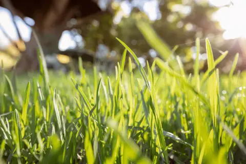 Erba verde brillante di poa pratensis illuminata dal sole, con un albero sfocato sullo sfondo.