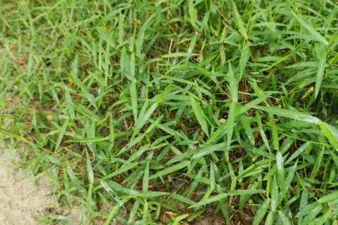 Erba verde e fitta, con foglie lunghe e appuntite, che aiuta a capire la differenza tra gramigna e gramignone.