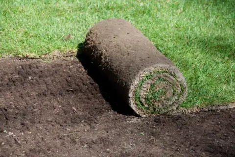 Rotolo di prato pronto per essere posato su terreno smosso. Forse gli insetti che fanno buchi nel terreno sono stati disturbati.