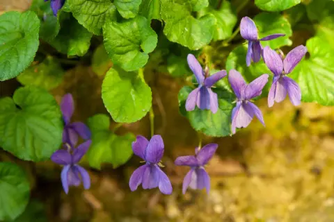 Fiori di viola mammola sbocciano tra foglie verdi, un delicato profumo primaverile.