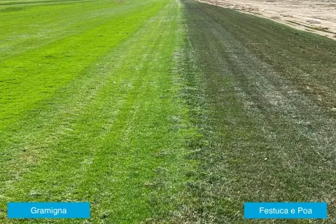 Prato diviso: a sinistra gramigna verde brillante, a destra un'area più scura con festuca e poa trivialis, forse in fase di essiccazione.