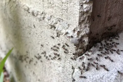 Un gruppo di formiche operaie si muove su una superficie ruvida di cemento, forse in cerca di cibo o per pianificare come uccidere formica regina.