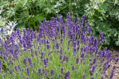 Un campo di lavanda in fiore, con i suoi profumati spighe viola che annunciano il momento ideale quando si semina la lavanda.