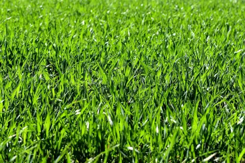 Prato verde brillante, perfetto per imparare come seminare il prato e godersi la natura.