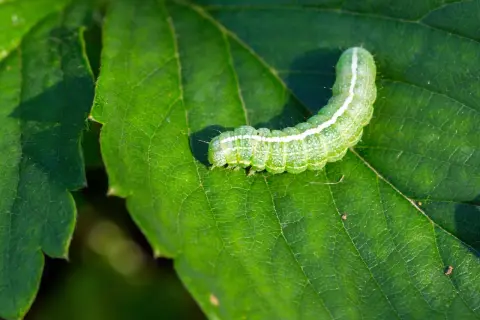 Un bruco verde, con striature bianche, si muove su una foglia verde brillante.