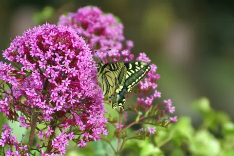 Una splendida farfalla Macaone si posa su una pianta che attira le farfalle, con i suoi fiori rosa vivaci.