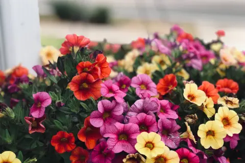 Un tripudio di fiori estivi: petunie rosa, rosse e gialle creano un tappeto colorato.