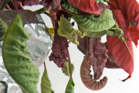 Foglie rosse e verdi accartocciate, una stella di natale sofferente che mostra i segni del tempo e della disidratazione, con riflessi metallici.