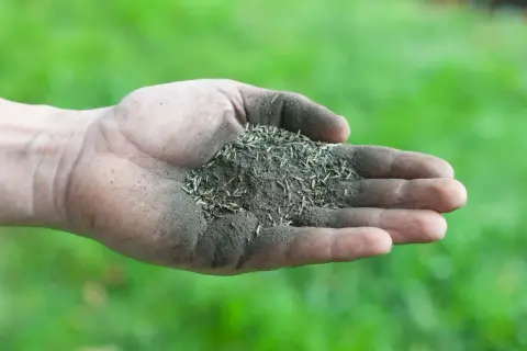 Mano sporca di terra con semi per prato, pronta per sapere come riseminare il prato e farlo rinascere.