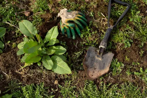 Guanti da giardinaggio e una paletta sono pronti per aiutarti a capire come eliminare le erbacce dal giardino e liberare il terreno.