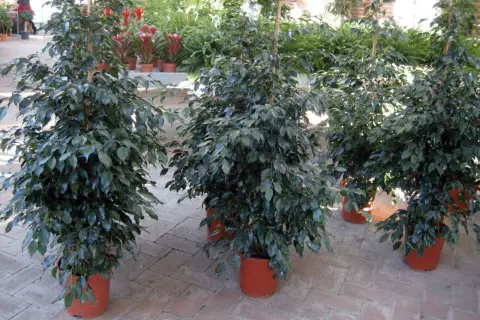 Piante in casa fanno male? Questi ficus in vaso sembrano rigogliosi, ma attenzione alle allergie.